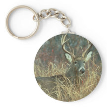 Buck i Grass