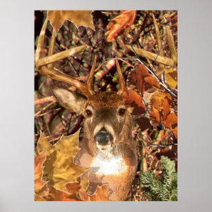 Buck in Fall Camo White Tail Deer Poster