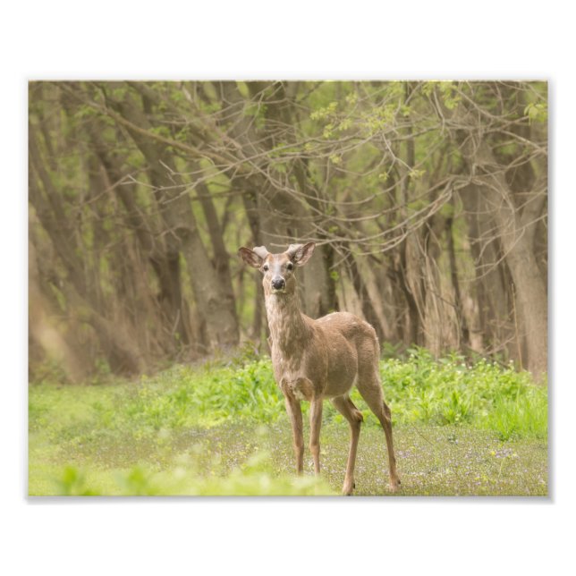 Buck in Fresh Velvet Fototryck (Framsidan)