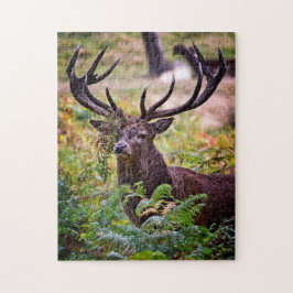 Buck in Richmond Park - 11x14 - 252 biet Pussel