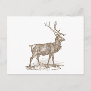 Buck Mule Hjort Letterpress Stil Vykort