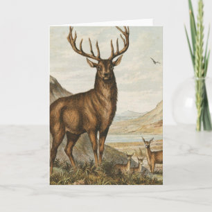 Buck och Hjort Kort