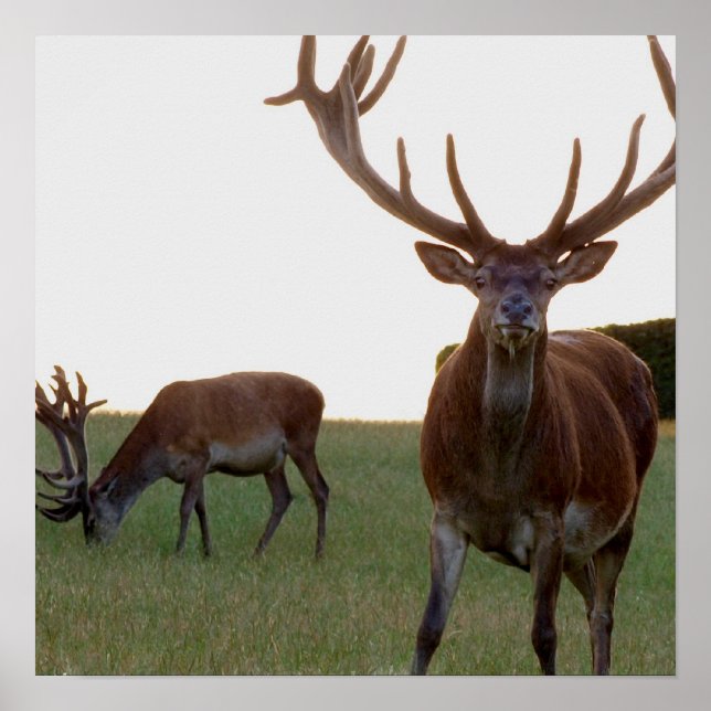 Buck Poster utskrift (Framsidan)