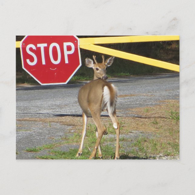 Buck Stop Vykort (Framsida)