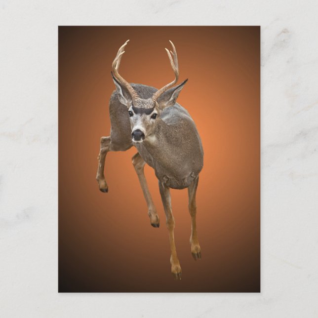 BUCK STOPS HÄR VYKORT (Framsida)