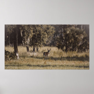 Buck under oaks poster