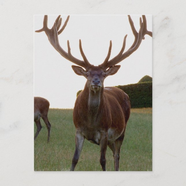 Buck-vykort Vykort (Framsida)