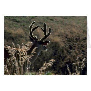 Buck W/ Velvet Antlers Hälsningskort