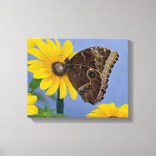Buckeye Butterfly på Gultens Daisy Canvastryck