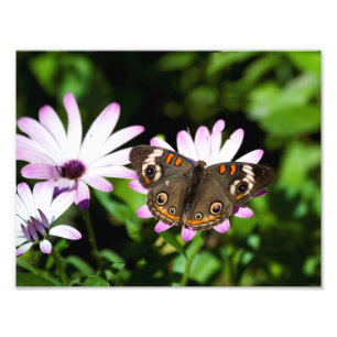 Buckeye Butterfly på Lila blommor Fototryck