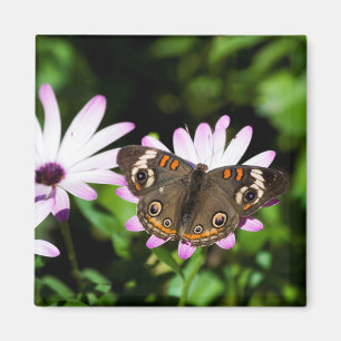 Buckeye Butterfly på Lila blommor Magnet