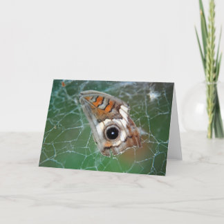 Buckeye butterfly vinge i spindelnät kort