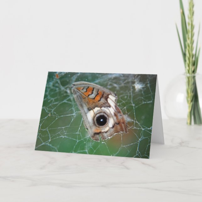 Buckeye butterfly vinge i spindelnät kort (Framsida)