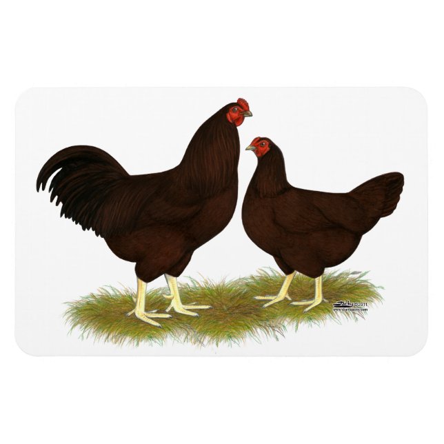 Buckeye Chickens Magnet (Horisontell)