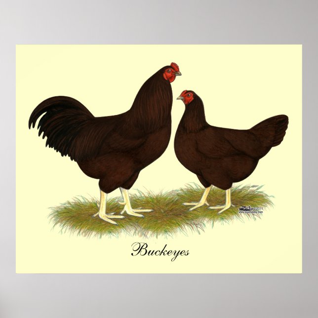 Buckeye Chickens Poster (Framsidan)