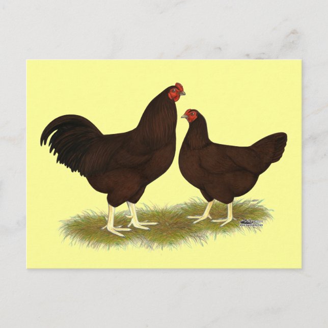 Buckeye Chickens Vykort (Framsida)