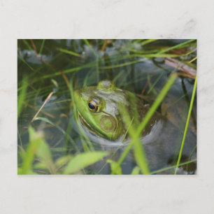 Buckfield Frog Vykort