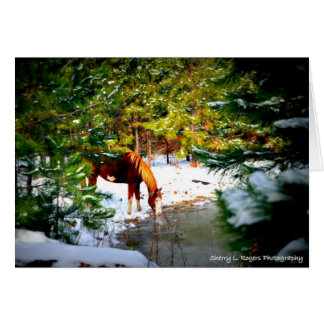 ~Buckie på den Rogers hobbyen Farm~ Hälsningskort