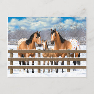 Buckskin Appaloosa-hästar i Snö Vykort