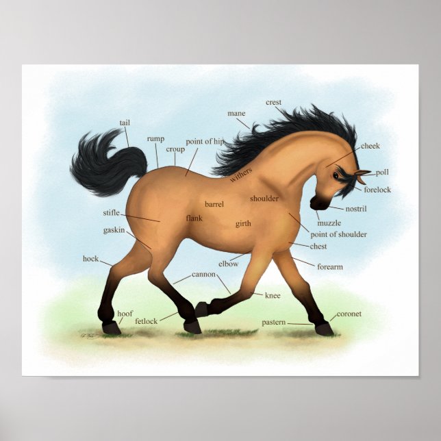 Buckskin Horse Educational Equine Anatomy Poster (Framsidan)