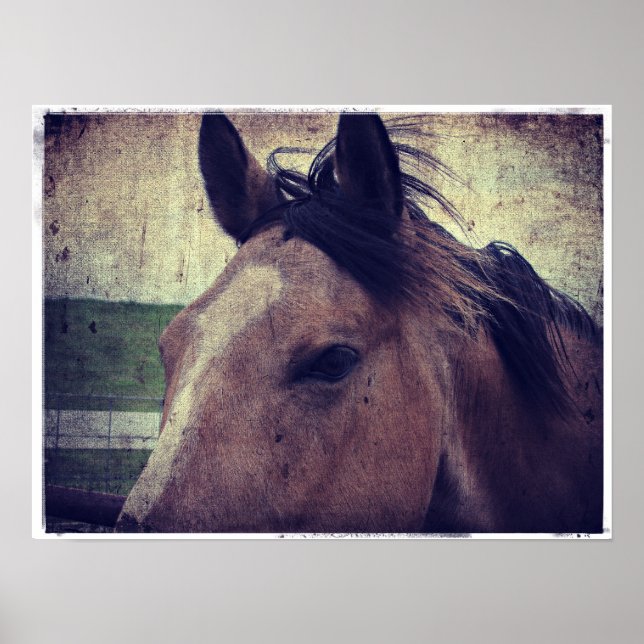 Buckskin Horse Poster (Framsidan)