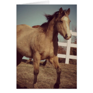 Buckskin Horse Trots Hälsningskort