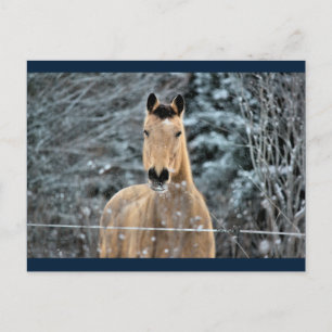 Buckskin Horse Winter Vykort