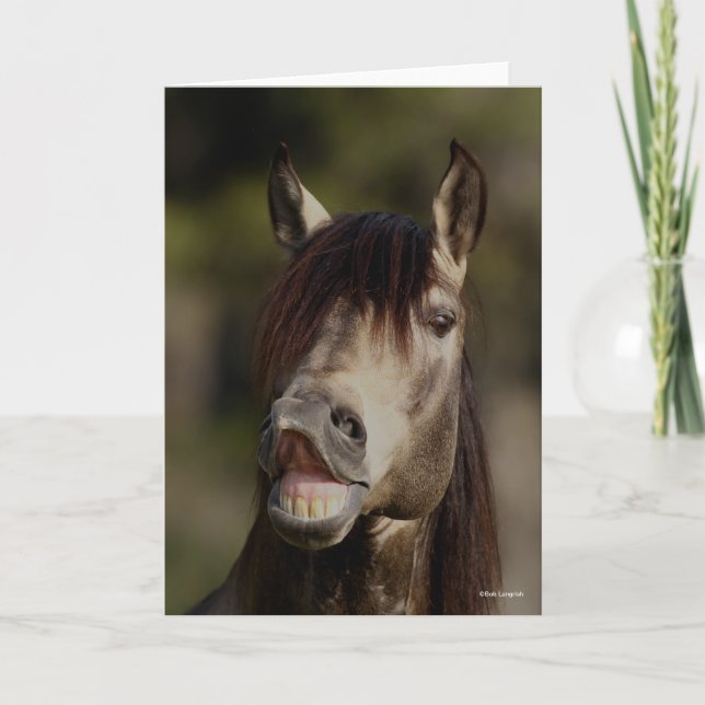Buckskin Lusitano Stallion Flehmen Headshot Kort (Framsida)