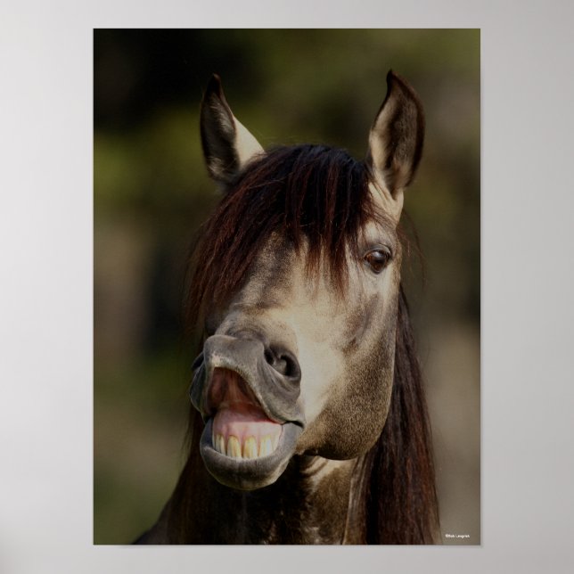 Buckskin Lusitano Stallion Flehmen Headshot Poster (Framsidan)