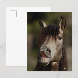 Buckskin Lusitano Stallion Flehmen Headshot Vykort