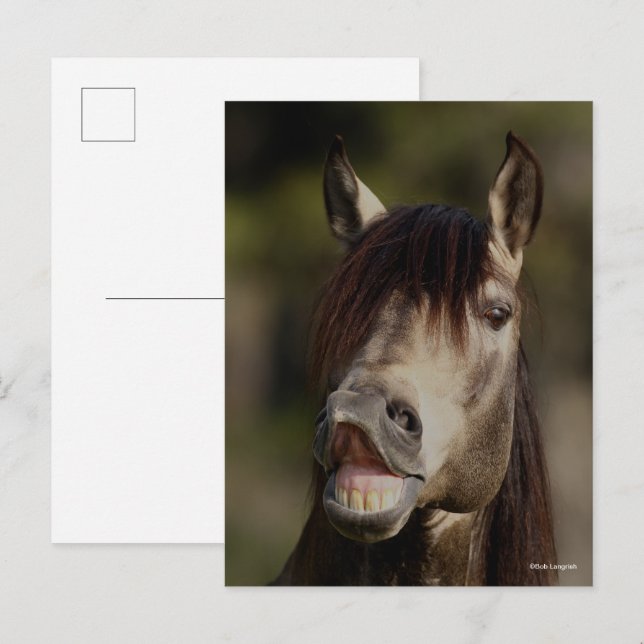 Buckskin Lusitano Stallion Flehmen Headshot Vykort (Fram/baksida)