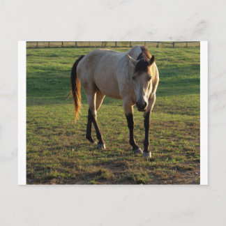 Buckskin Mare Vykort
