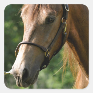 Buckskin Morgan Horse Fyrkantigt Klistermärke