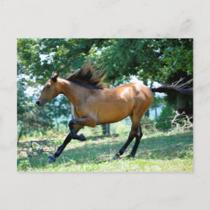 Buckskin Morgan Horse Vykort