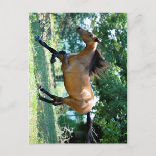 Buckskin Morgan Horse Vykort