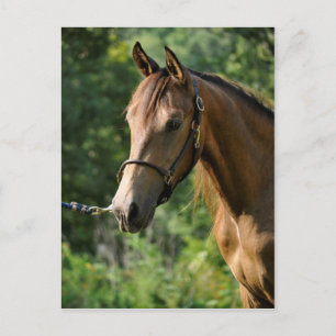 Buckskin Morgan Horse Vykort