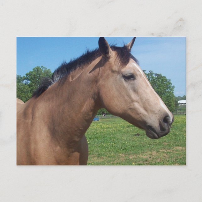 Buckskin Mustang Postcard Vykort (Framsida)