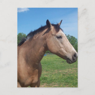Buckskin Mustang Postcard Vykort