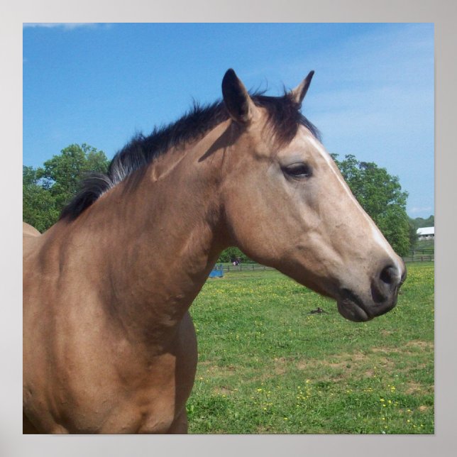 Buckskin Mustang Poster (Framsidan)