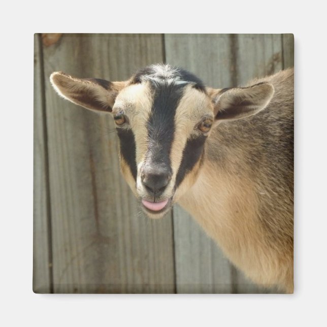 Buckskin Nigerian Dwarf Dairy Goat Kid Magnet (Framsidan)