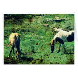 Buckskin och Pinto Hälsningskort