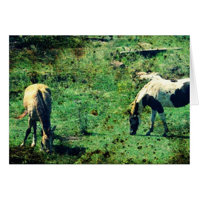 Buckskin och Pinto Hälsningskort (Framsidan Horizontal)