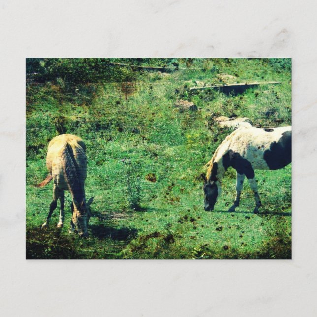 Buckskin och Pinto Vykort (Framsida)