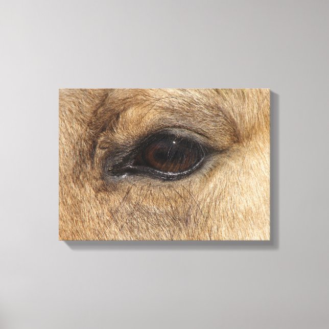 Buckskin Öga Canvastryck (Framsida)
