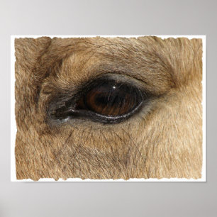 Buckskin Öga Poster