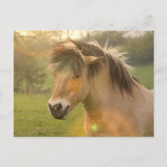 Buckskin Pony-vykort Vykort (Framsida)