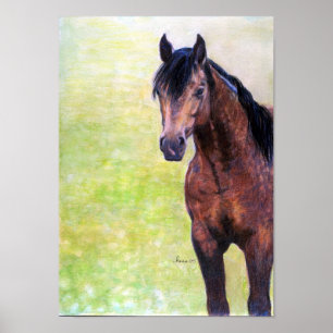 Buckskin Quarter Horse Halter Horse Porträtt Poster