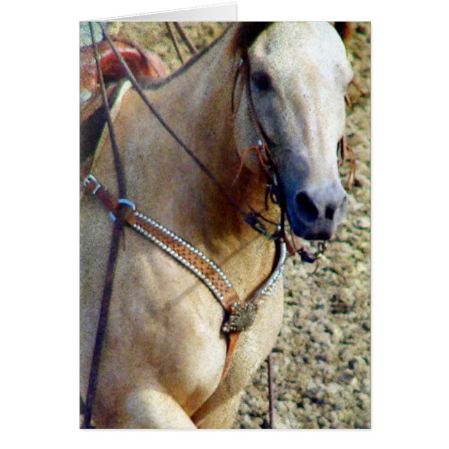 Buckskin Rodeo Horse OBS Kort (Framsidan)