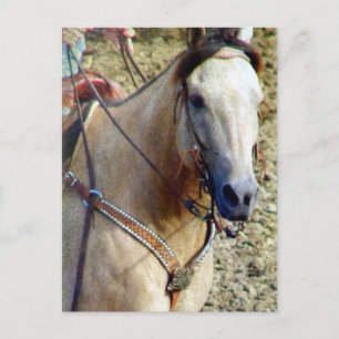 Buckskin Rodeo Horse Vykort