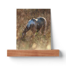 Buckskin Tobiano Paint Pinto Häst